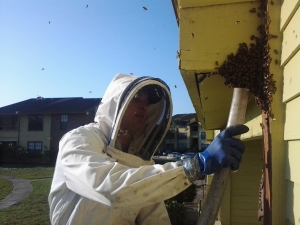 Pest Control Services For Honey Bees