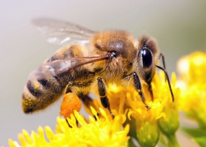 Service Provider of Pest Control Services For Honey Bees New Delhi Delhi