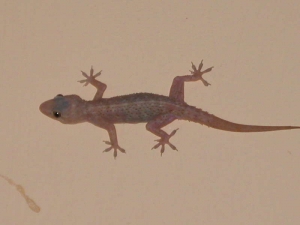 Service Provider of Pest Control Services For Lizard Ranchi Jharkhand