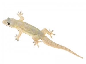 Service Provider of Pest Control Services For Lizard Jaipur Rajasthan