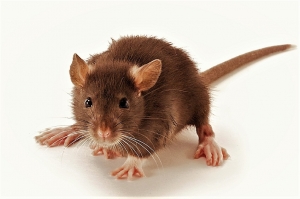 Pest Control Services For Rodent