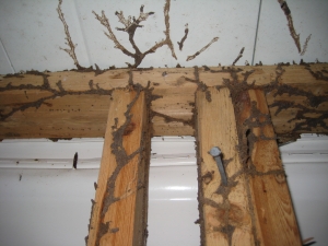 Pest Control Services For Termite