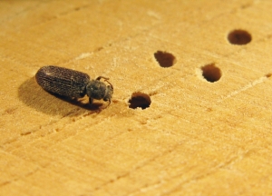 Pest Control Services For Wood Borer Treatment Services in New Delhi Delhi India