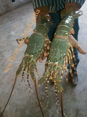 Rock lobster Manufacturer Supplier Wholesale Exporter Importer Buyer Trader Retailer in jamnagar  India