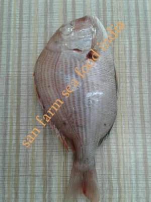 long spine sea bream Manufacturer Supplier Wholesale Exporter Importer Buyer Trader Retailer in jamnagar  India