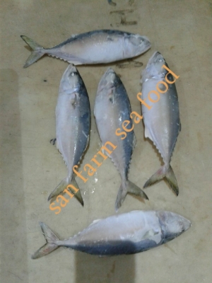 indian mackerel Manufacturer Supplier Wholesale Exporter Importer Buyer Trader Retailer in jamnagar  India