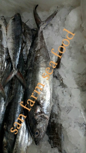 seer fish Manufacturer Supplier Wholesale Exporter Importer Buyer Trader Retailer in jamnagar  India