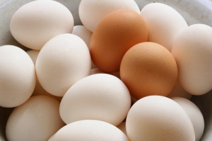 Manufacturers Exporters and Wholesale Suppliers of Poultry Egg Nagpur Maharashtra