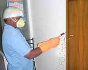 Service Provider of Powder Pest Beetless Treatment Bhopal Madhya Pradesh