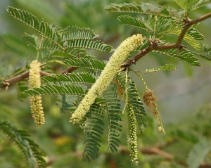 Prosopis Juliflora