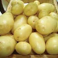 Manufacturers Exporters and Wholesale Suppliers of Pukhraj Potato Hyderabad Andhra Pradesh