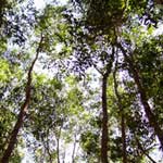 Manufacturers Exporters and Wholesale Suppliers of Pulp Wood Species Bangalore Karnataka