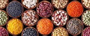 Pulses Manufacturer Supplier Wholesale Exporter Importer Buyer Trader Retailer in Mumbai Maharashtra India