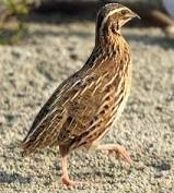 Quail Chicks