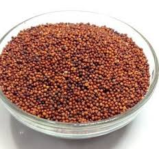 Manufacturers Exporters and Wholesale Suppliers of Finger Millet (Botanical Name - Eleusine coracona ) Dindigul Tamil Nadu Finger Millet (Botanical Name - Eleusine coracona )