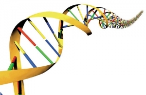 R N A( Ribonucleic Acid) Oligo Services