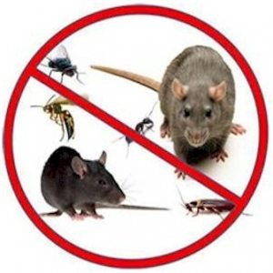 Rodent Service Services in Noida Uttar Pradesh India