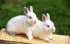 Rabbits