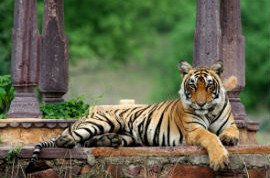 Rajasthan Wildlife Safari Tour Services in Jaipur Rajasthan India