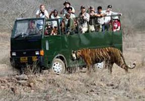 Service Provider of Ranthambore Delight Tour New Delhi Delhi