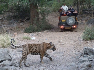 Ranthambore Special Services in New Delhi Delhi India