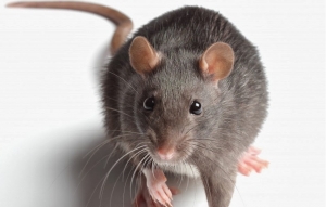 Service Provider of Rat Pest Control Services Surat Gujarat 