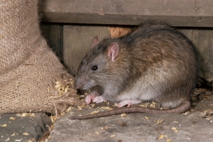 Service Provider of Rat Pest Control Bangalore Karnataka 
