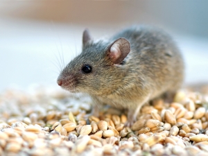 Rats Pest Control Services Services in New Delhi Delhi India