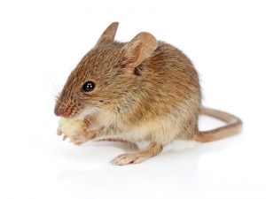 Rats And Mice Control