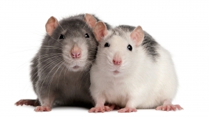 Manufacturers Exporters and Wholesale Suppliers of Rats New Delhi Delhi