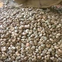 Manufacturers Exporters and Wholesale Suppliers of Raw Cashew Surat Gujarat