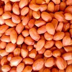 Manufacturers Exporters and Wholesale Suppliers of Raw Peanut Nagpur Maharashtra