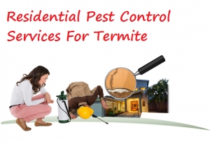 Residential Pest Control Services For Termite