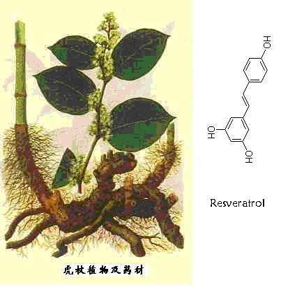 Giant Knotweed Extract Resveratrol