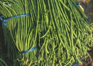 Rice Bean Manufacturer Supplier Wholesale Exporter Importer Buyer Trader Retailer in Pathsala Assam India