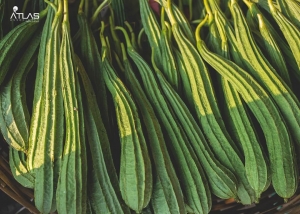 Manufacturers Exporters and Wholesale Suppliers of Ridge Gourd Pathsala Assam