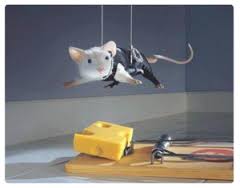 Rodent(rat) Control Treatment