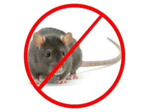 Service Provider of Rodent Control Services Hyderabad Andhra Pradesh 