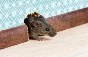 Service Provider of Rodent Control Services Gurgaon Haryana