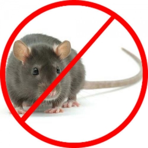 Rodent Control Treatment Services in Indore Madhya Pradesh India