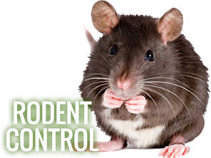 Rodent Control (keep away from pet & kids) Services in Okhla Delhi India