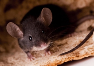 Service Provider of Rodent Pest Control Services New Delhi Delhi 