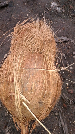 Manufacturers Exporters and Wholesale Suppliers of Pollachi Coconuts Pollachi Tamil Nadu