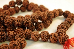 Rudraksha Manufacturer Supplier Wholesale Exporter Importer Buyer Trader Retailer in Laxmi Nagar Delhi India