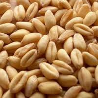 Manufacturers Exporters and Wholesale Suppliers of SHARBATI WHEAT Nagpur Maharashtra