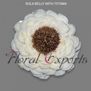 Manufacturers Exporters and Wholesale Suppliers of SOLA BELLY WITH TITONIA Kolkata West Bengal