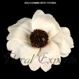 Manufacturers Exporters and Wholesale Suppliers of SOLA KAMINI WITH TITONIA Kolkata West Bengal