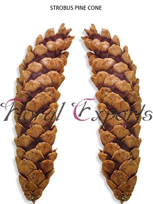 Manufacturers Exporters and Wholesale Suppliers of STROBUS PINE CONE Kolkata West Bengal
