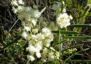 Scented Acacia