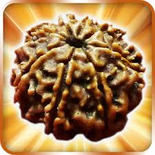 Manufacturers Exporters and Wholesale Suppliers of Seven Mukhi Rudraksha Durgapur West Bengal